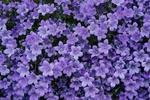 purple--colour-psychology